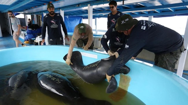 FOTO: Menyelamatkan Duyung Amazon
