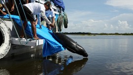 FOTO: Menyelamatkan Duyung Amazon