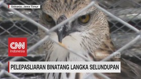 Pelepasliaran Hewan Langka Selundupan