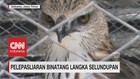Pelepasliaran Hewan Langka Selundupan