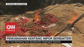 Terjangkit Bakteri, 25 Ton Kentang Impor Dimusnahkan