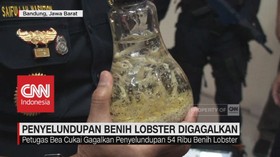 Penyelundupan Benih Lobster Berhasil Digagalkan