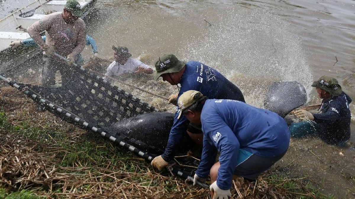 FOTO: Menyelamatkan Duyung Amazon