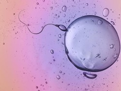 Selama Ini Cuma Ilusi Optik,  Ternyata Begini Cara Sperma Berenang