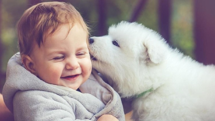 Berikut ini pertolongan yang dapat diberikan ketika anak digigit atau dicakar anjing. Jangan panik ya, Bun.
