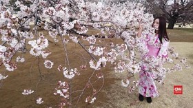 VIDEO: Ribuan Wisatawan Nikmati Musim Mekar Bunga Sakura