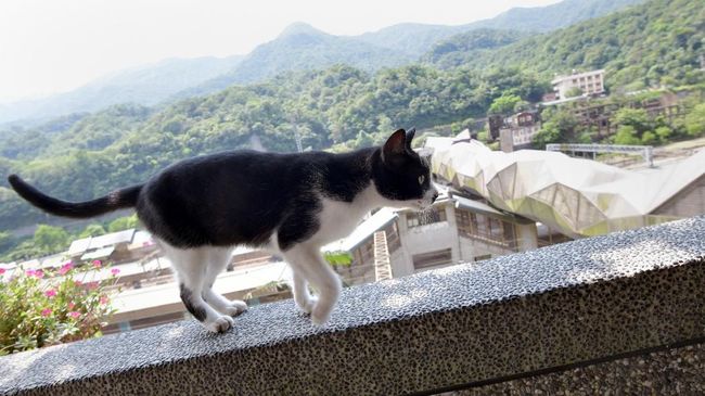 Banyaknya kucing liar di Houtong membuat kota ini menjadi destinasi wisata wajib bagi penggemar kucing saat datang ke Taiwan.