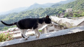 Houtong, Kota Kucing Menggemaskan di Taiwan