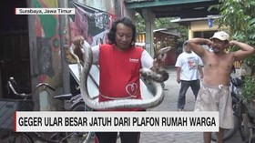 VIDEO: Geger Ular Besar Jatuh dari Plafon Rumah Warga