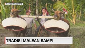 VIDEO: Tradisi Malean Sampi