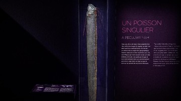 Mitos dan Fakta Ikan Oarfish yang Kerap Dikaitkan dengan Bencana