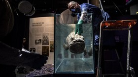 Cara Canggih Buat Temukan Ikan Purba Coelacanth di Laut Dalam RI