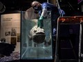 Ikan Purba Coelacanth Dapat Hidup Hingga 100 Tahun