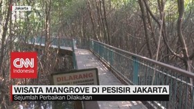 VIDEO: Wisata Manggrove di Pesisir Jakarta
