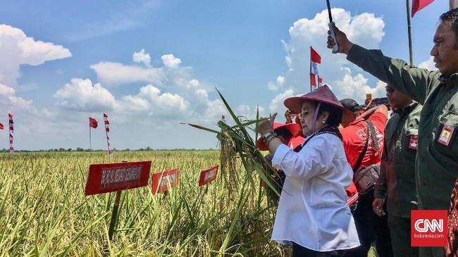 Megawati menuturkan makanan yang disiapkan oleh ibu-ibu tidak perlu mewah, cukup memberikan nasi bungkus berisi lauk lalap, ikan asin, dan tahu.