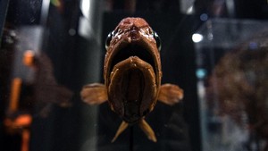 Mengenal Blobfish, Ikan Mirip Agar-agar Terjelek di Dunia