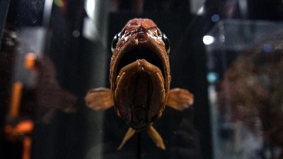 Mengenal Blobfish, Ikan Mirip Agar-agar Terjelek di Dunia