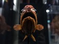 Mengenal Blobfish, Ikan Mirip Agar-agar Terjelek di Dunia