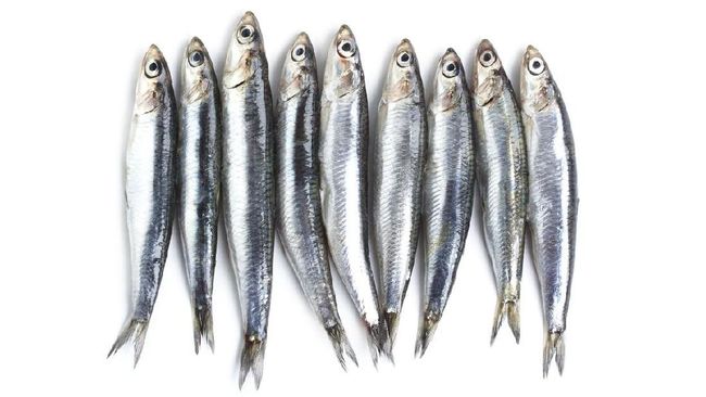 Teknik memancing ikan Charfia yang terkenal di Kepulauan Kerkennah Tunisia dinobatkan menjadi daftar Warisan Budaya TakBenda Kemanusiaan versi UNESCO.