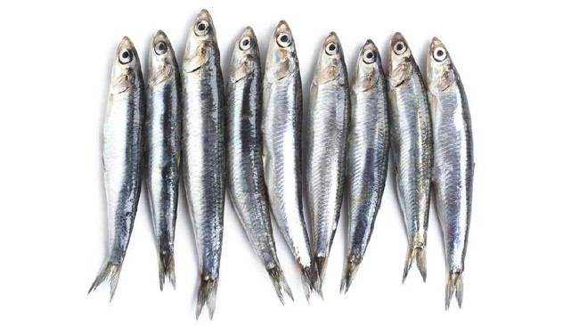 Fenomena hujan ikan teri terjadi di San Francisco, Amerika Serikat, diduga terkait kelebihan populasi yang dipicu oleh perubahan iklim.