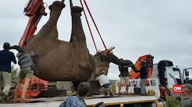 VIDEO: Gajah Afrika Selatan Terbebas dari Hukuman Mati