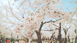 Heboh Turis Diduga WNI Rusak Bunga Sakura di Jepang