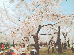 Bunga Sakura Mekar, Harga Kamar Hotel Jepang Tertinggi dalam 30 Tahun