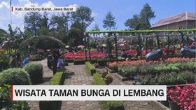 VIDEO: Menikmati Wisata Taman Bunga di Lembang