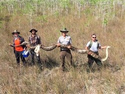 Gaji Menggiurkan Pemburu Piton, Segini Harganya per Meter