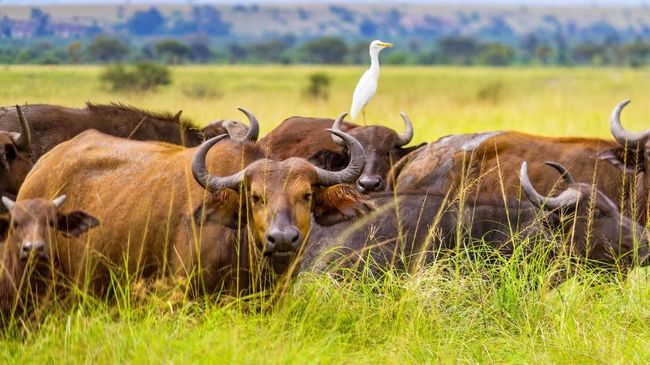 Kasus penculikan turis AS membuat khawatir pemerintah Uganda yang menjadikan pariwisata sebagai industri utamanya.