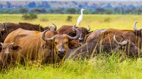 Penculikan Turis Usai, Presiden Uganda Nyatakan Negara Aman