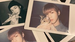 Menggemaskan, Ini Artis-artis Top Korea Penyayang Kucing