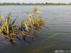 Sawah di Subang Terendam Banjir, Petani Panen Dini