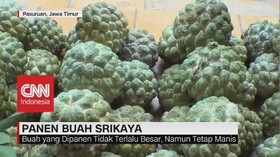 VIDEO: Petani Buah Srikaya di Pasuruan Panen Dua Kali Lipat