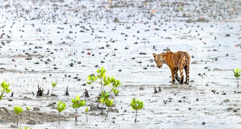 44+ Gambar Setan Harimau HD Terbaru