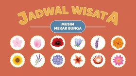 INFOGRAFIS: Jadwal Wisata Musim Mekar Bunga
