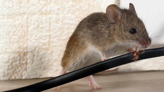 Tikus juga bisa menyebabkan sejumlah penyakit yang mengkhawatirkan. Apa saja penyakit yang disebabkan tikus?