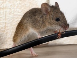Kasus Medis Tak Biasa, Pria di Kanada Terkena Leptospirosis Setelah Digigit Hewan Ini