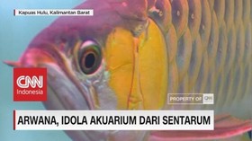 VIEO: Arwana, Idola Akuarium dari Sentarum (4/5)