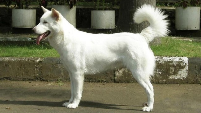 Anjing Kintamani dari Bali mendapat pengakuan federasi internasional klub kandang nasional, Federation Cynoligique Internationale (FCI).