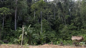 Cara Baru Cek Kesehatan Hutan, Nguping Keramaian di Dalam Tanah
