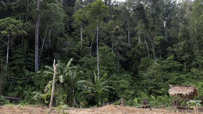 Ahli menemukan cara baru untuk mengecek kesehatan hutan, yakni mendengarkan 'keramaian' tanahnya via mikrofon khusus. Bagaimana bisa?