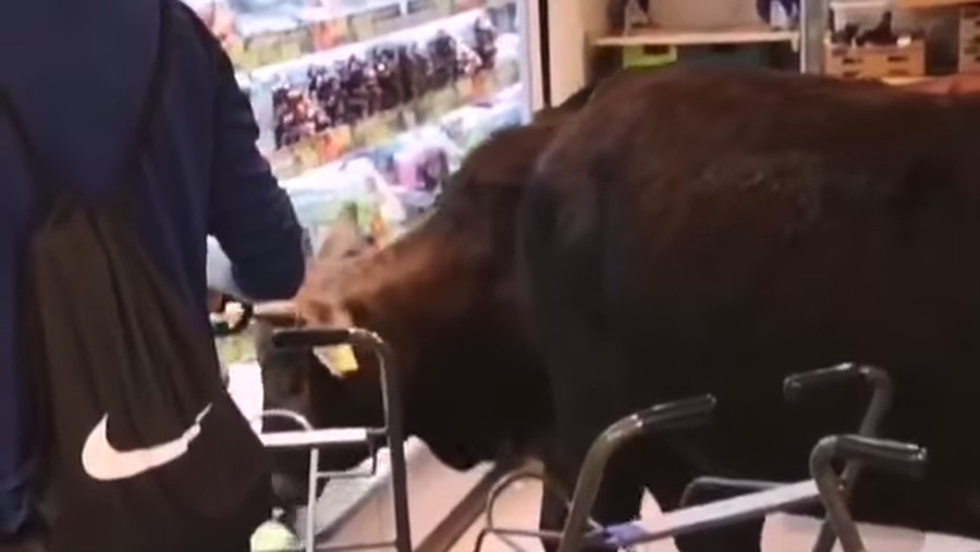 Unik, Kawanan Sapi Merampok Supermarket di Hong Kong