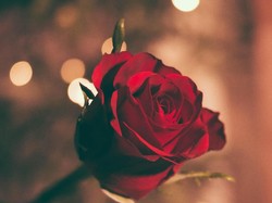 Kapan Pertama Kali Jatuh Cinta?