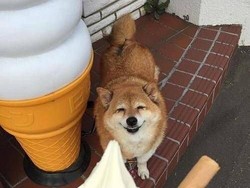 Anjing Meme Shiba Inu yang Viral Mati Karena Kanker
