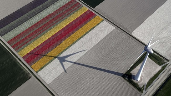 FOTO: Mekar Tulip di Negeri Kincir Angin