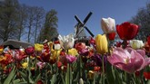FOTO: Mekar Tulip di Negeri Kincir Angin Belanda sedang berwarna-warni karena kebun Bunga Tulip di sana sedang bermekaran pada bulan ini.