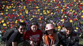 'Turis Selfie' Jadi Ancaman Taman Bunga Tulip Belanda