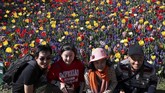 FOTO: Mekar Tulip di Negeri Kincir Angin Belanda sedang berwarna-warni karena kebun Bunga Tulip di sana sedang bermekaran pada bulan ini.