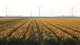 FOTO: Mekar Tulip di Negeri Kincir Angin Belanda sedang berwarna-warni karena kebun Bunga Tulip di sana sedang bermekaran pada bulan ini.